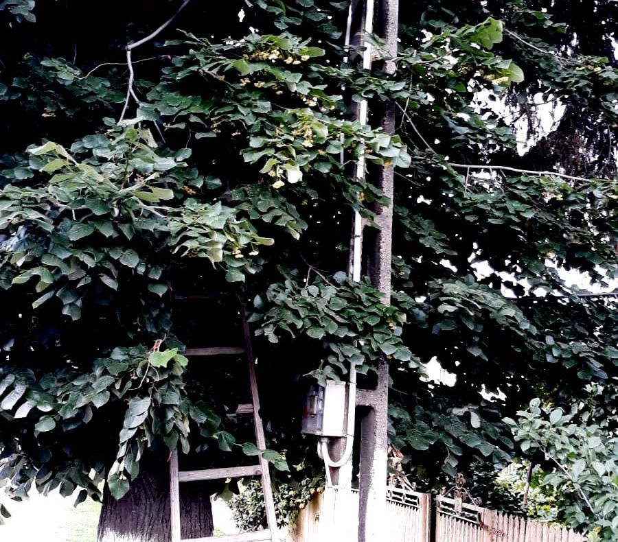 Un bărbat a murit după ce a căzut dintr-un tei