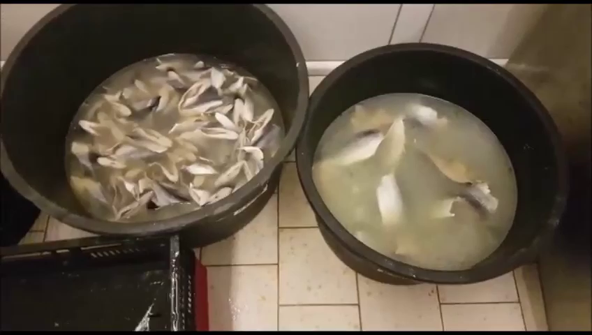 VIDEO Peste 150 de percheziții domiciliare cu sute de suspecți, într-un dosar cu pește impropriu