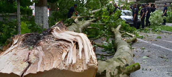 Vijelia a rupt un copac în Parcul Mitropoliei din Târgoviște