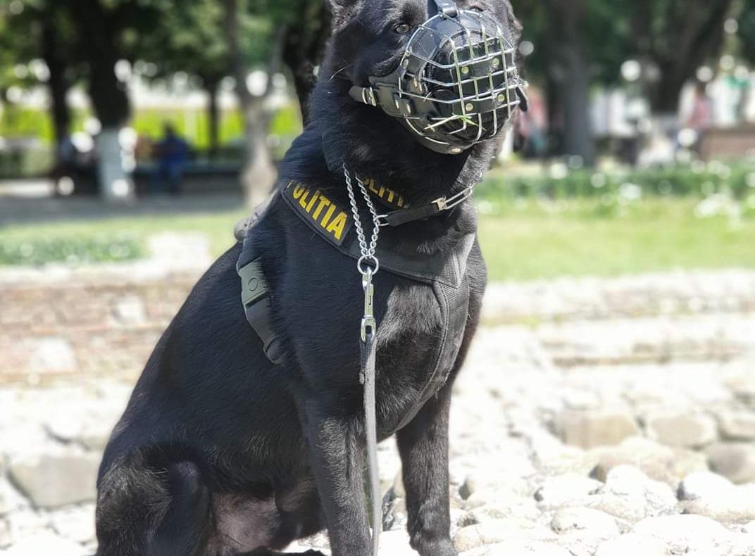 Povestea lui Alaf, ciobănescul german care a prins un deținut evadat, luna trecută, de la Penitenciarului Găești