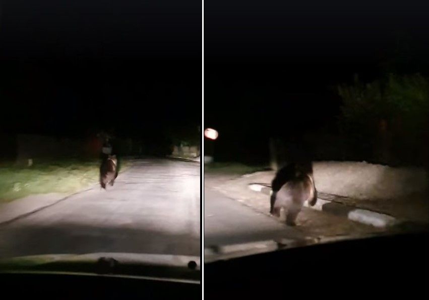 Urs alungat de săteni cu mașinile, la Bezdead