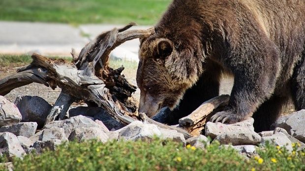 Cum se putea repeta episodul din 2012, când un urs a omorât doi oameni, în zona Moroieni