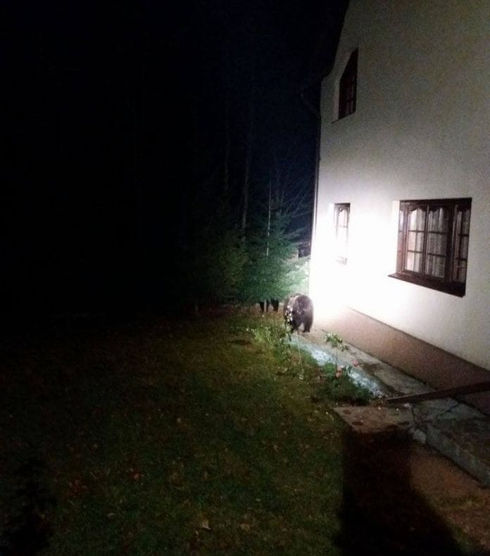 Urșii terorizează o comună de lângă Târgoviște, din nou