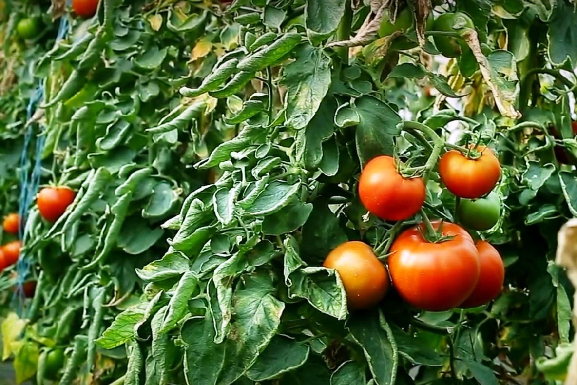 Cum face afaceri cu roșii, la Uliești, un fost agent de vânzări din București