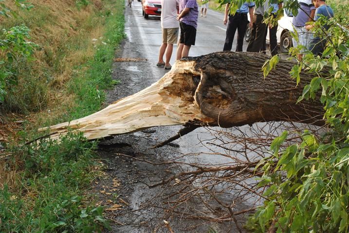 Un copac rupt de vânt a blocat DN 71, în Moțăieni