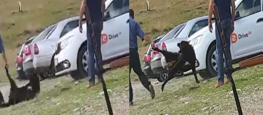 Dosar penal pentru un bărbat din Bezdead, bănuit că ar fi schingiuit un câine