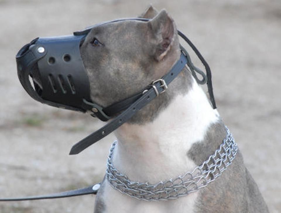 Controale și sancțiuni, la deținătorii de câini agresivi din zona Moreni