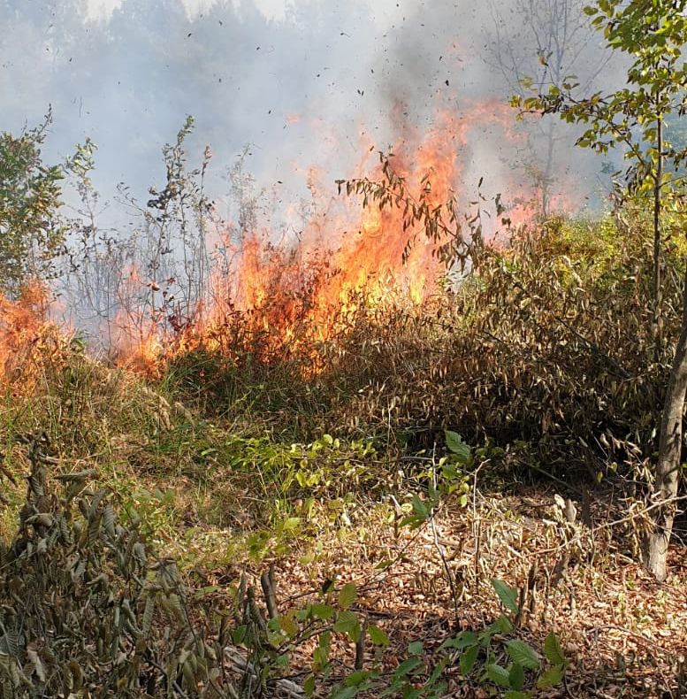 Incendiu în pădurea Mija