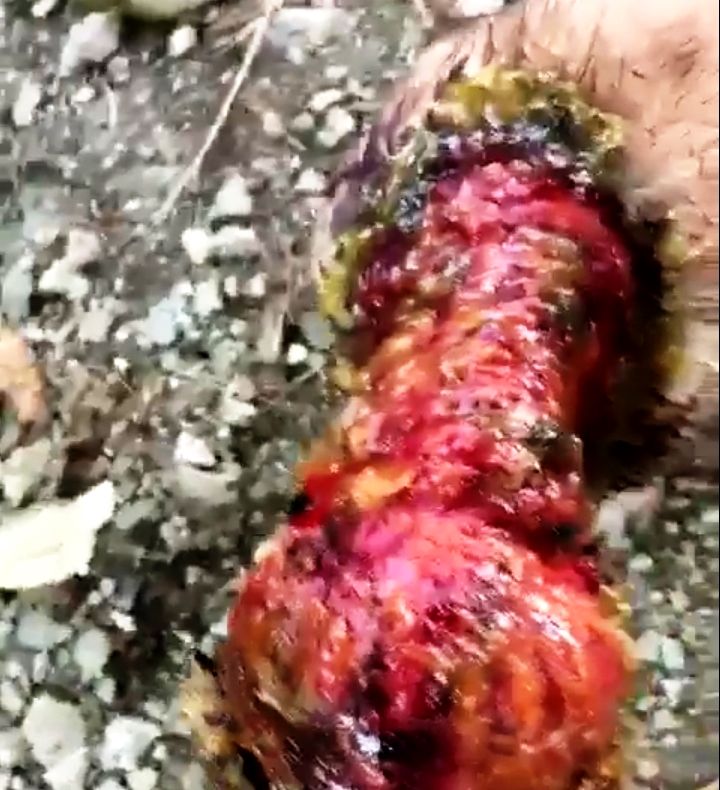 Câine jupuit de viu în Schela Mare din Moreni