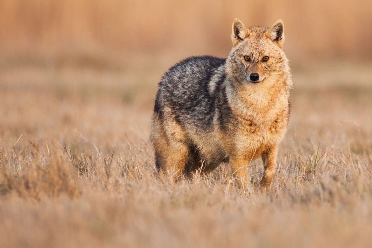 Șacalii și-au făcut apariția și în Dâmbovița. Câte exemplare sunt
