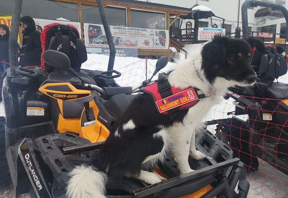 Președinte Klaus Iohannis a promulgat legea privind câinii Salvamont