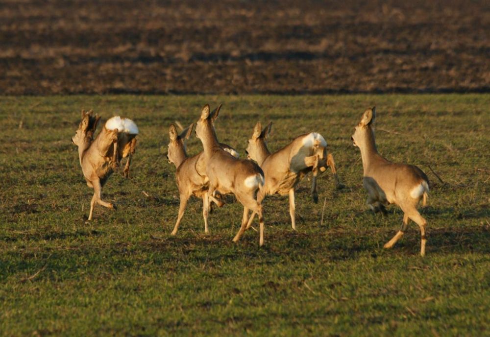 Descindere în forță a polițiștilor, la un braconier dâmbovițean. Bărbatul făcuse prăpăd în fondul cinegetic, de la Conțești