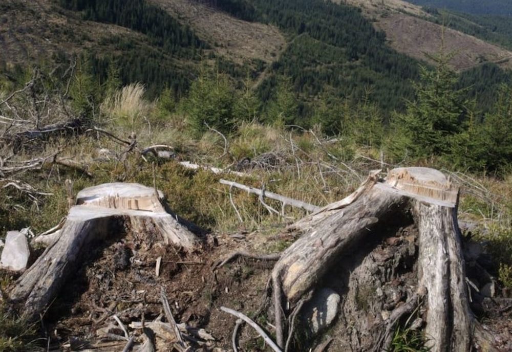 Doar arest la domiciliu, pentru cei care au tăiat o pădure întreagă la Vârfuri, în Dâmbovița