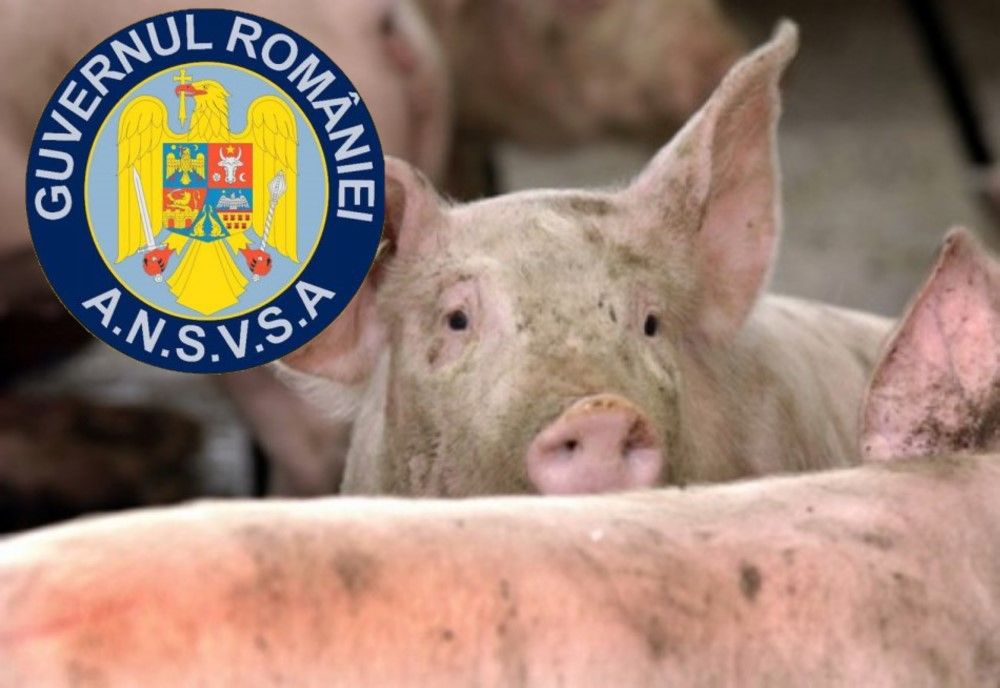 Bilanț ANSVSA: Numărul focarelor de pestă porcină africană este în scădere. În Dâmbovița focarele se înmulțesc