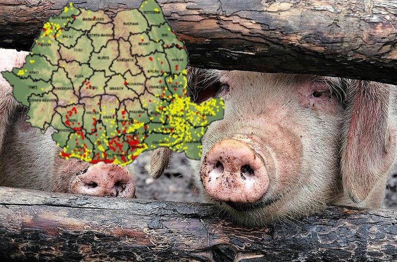 Pesta porcină africană continuă să facă ravagii în sudul țării. Harta virusului publicată de ANSVSA