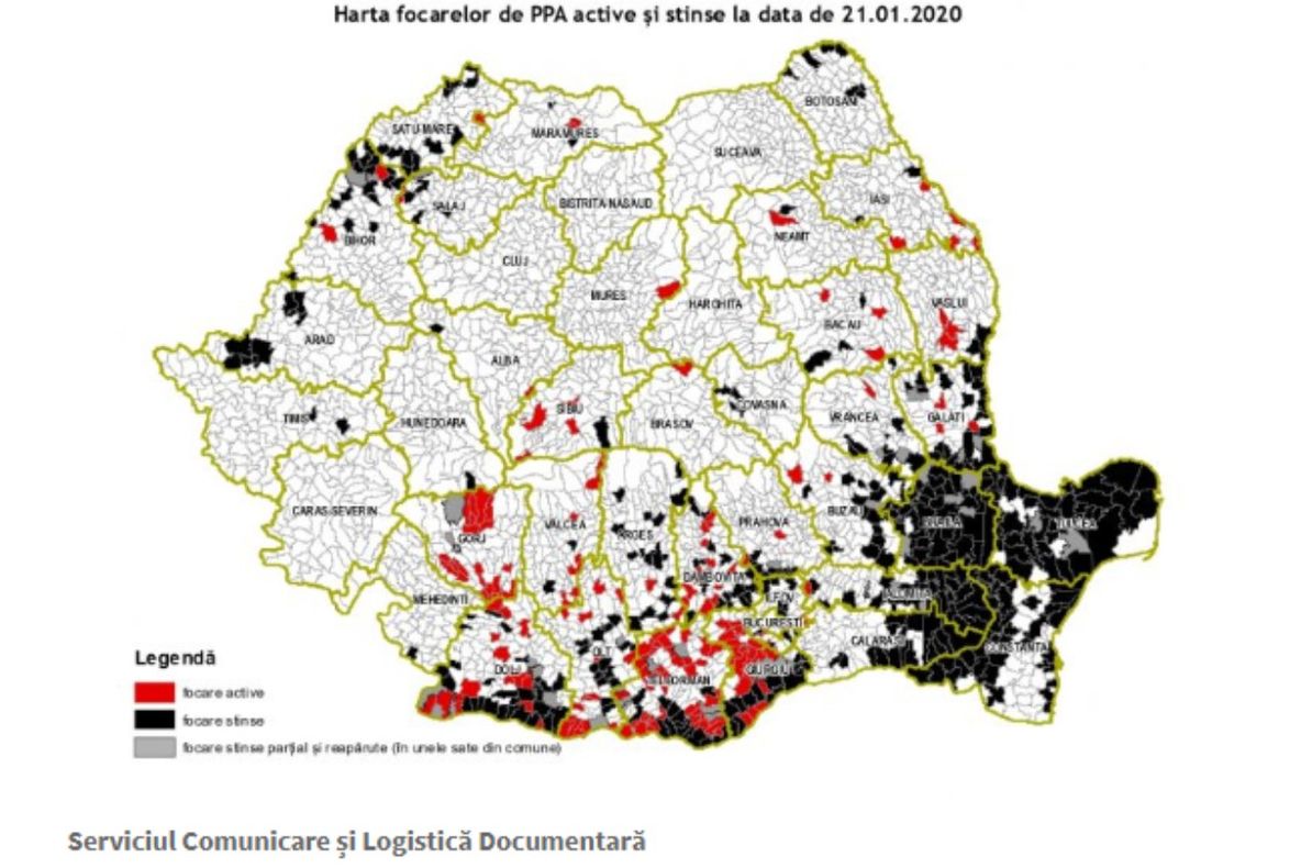 Focare noi de PPA,în Dâmbovița. Cazuri atât la porcii domestici cât și la mistreți. Harta virusului publicată de ANSVSA