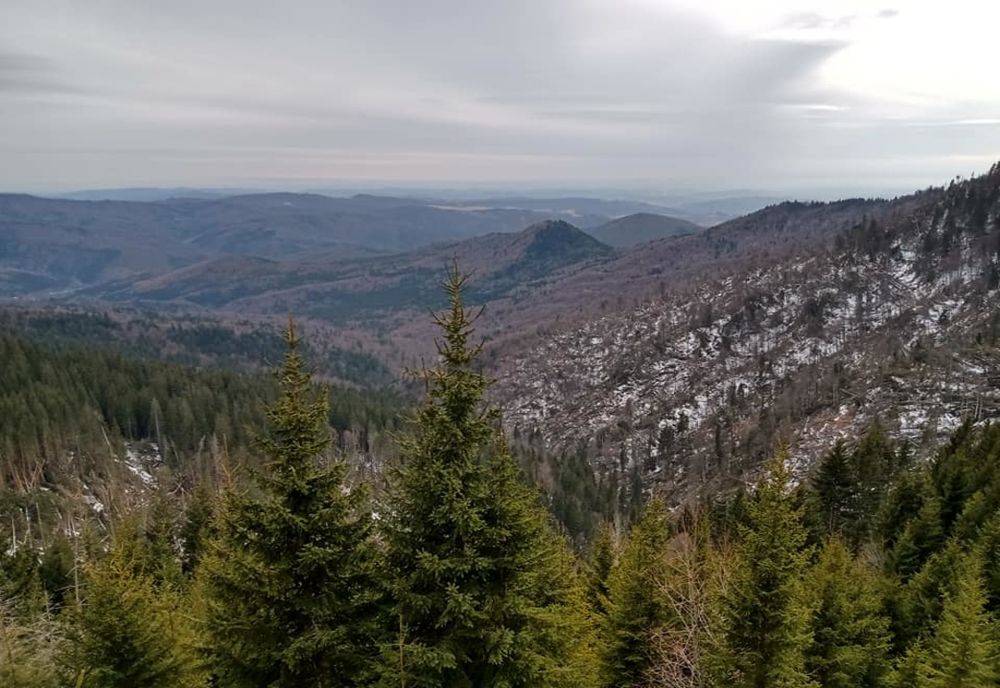 Foto| Vântul puternic a culcat la pământ suprafețe întinse de pădure, în Bucegi