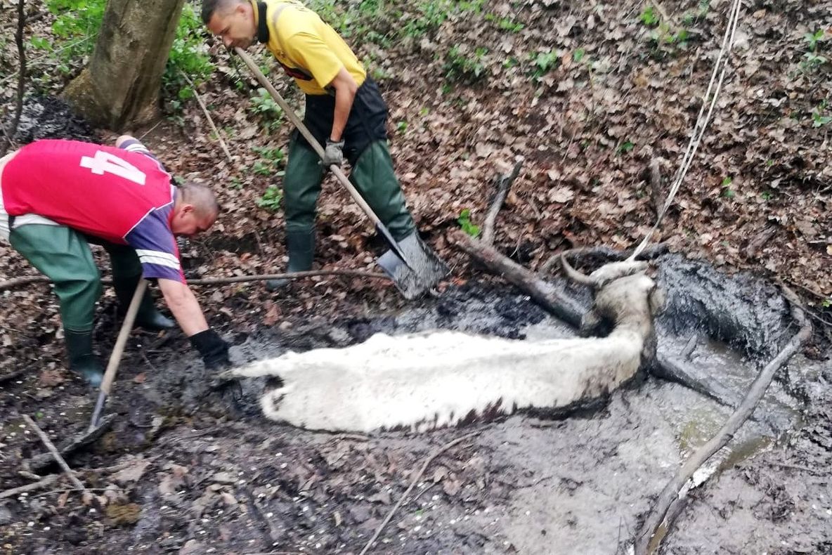Foto - "Minunea" de Paște. Pompierii au reușit să salveze o vițică scufundată într-o groapă cu reziduuri petroliere, la Moreni