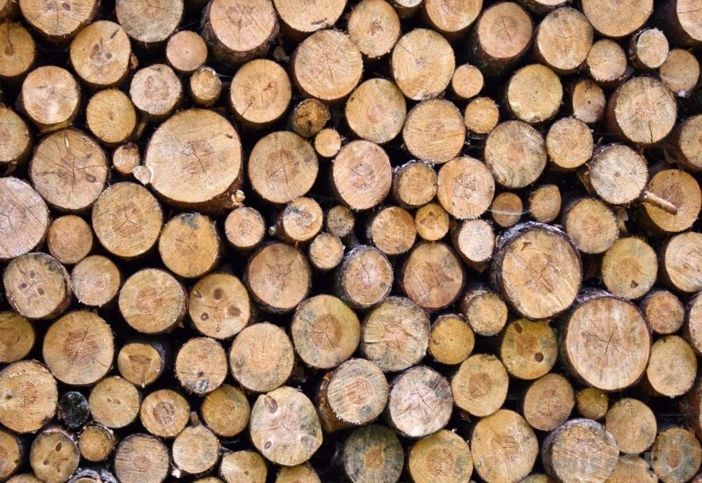 Zeci de metri cubi de lemn, tăiați ilegal, confiscați de polițiștii dâmbovițeni