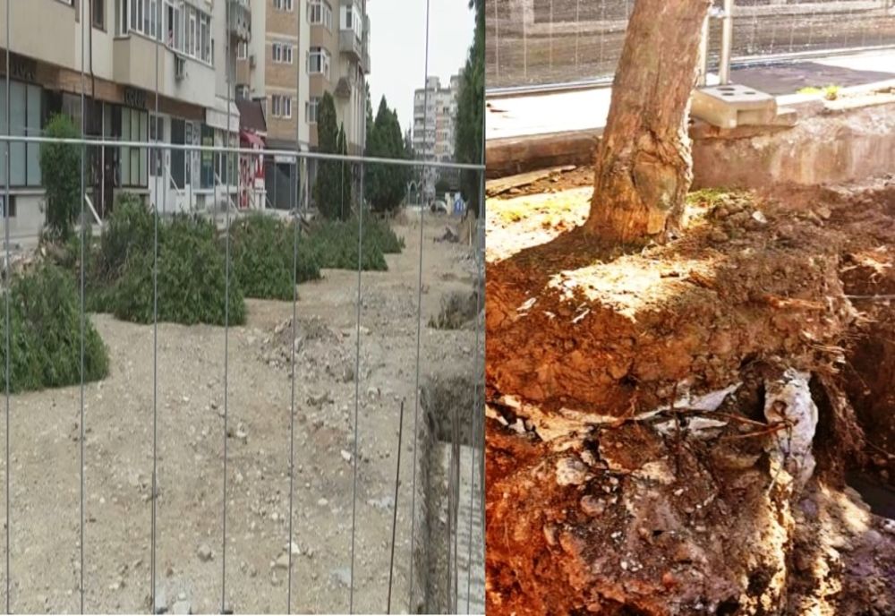 Târgoviște: Zonă verde "pusă la pământ" de administrația locală. Primăria spune că acțiunea e justificată-"Copacii erau uscați"