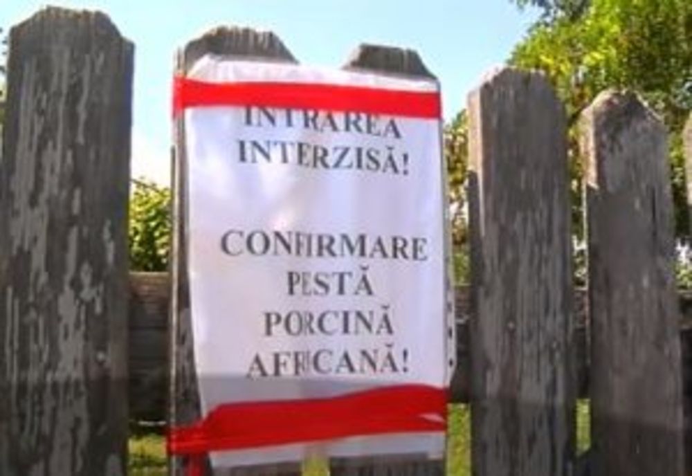 Focare noi de pestă porcină africană în Dâmbovița. Toți porcii din focar au fost eutanasiați, la Pucioasa și Crevedia