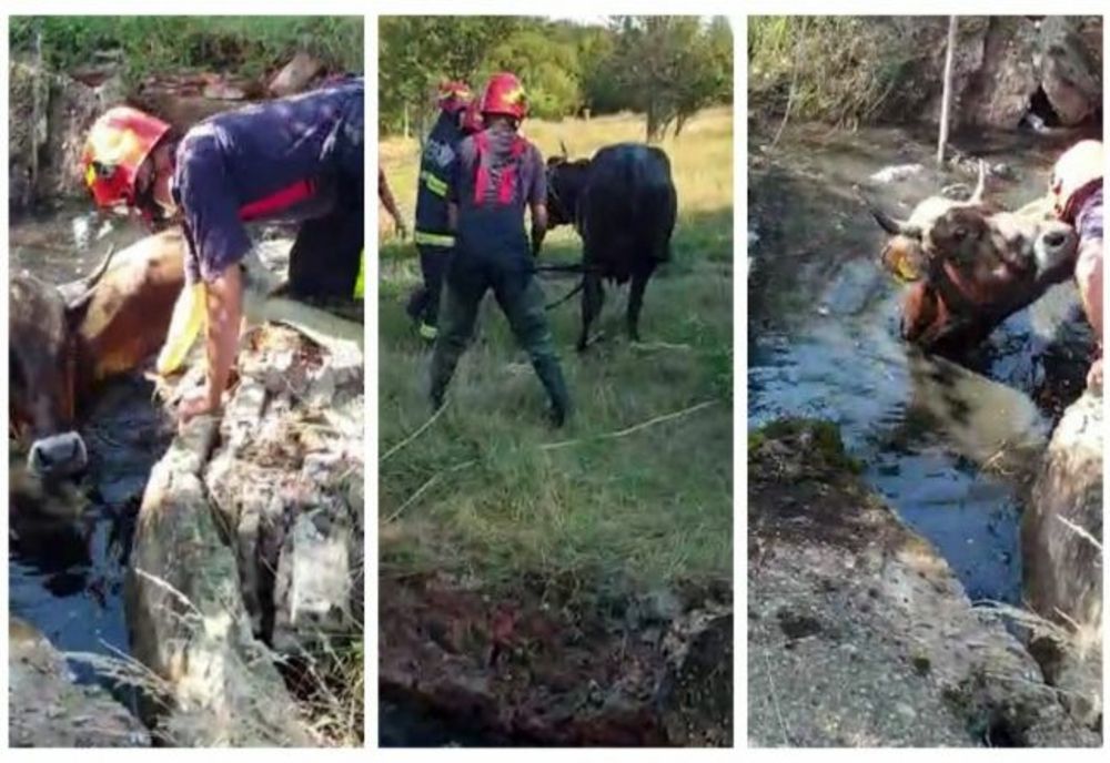 O vacă, salvată dintr-o fosă septică de pompierii din Dâmbovița