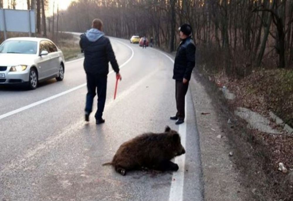 CNAIR, obligată să îi achite daune morale unei şoferiţe care și-a distrus mașina după ce a lovit un mistreţ  