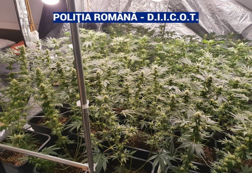 Grupare de traficanți de droguri destructurată de polițiștii prahoveni – 15 percheziții în Prahova și Dâmbovița
