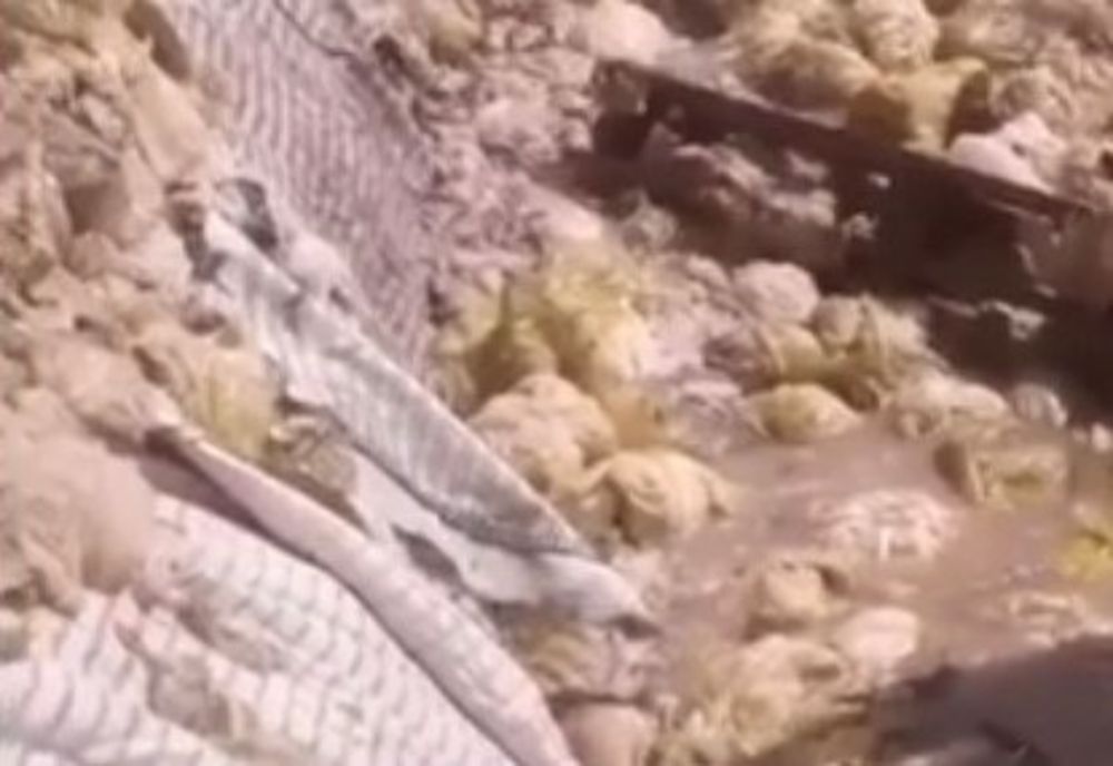 Autoritățile interzic gropile de murare a verzei de la Slobozia Moară și Lungulețu