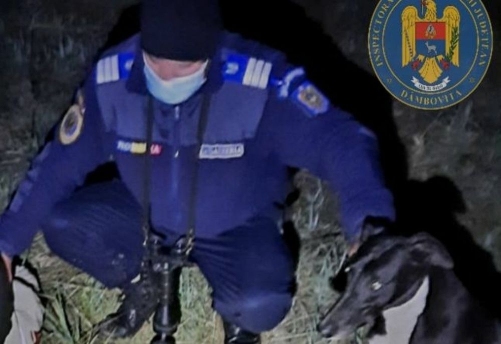 Adolescent din Dâmbovița, prins de jandarmi la vânătoare ilegală de iepuri