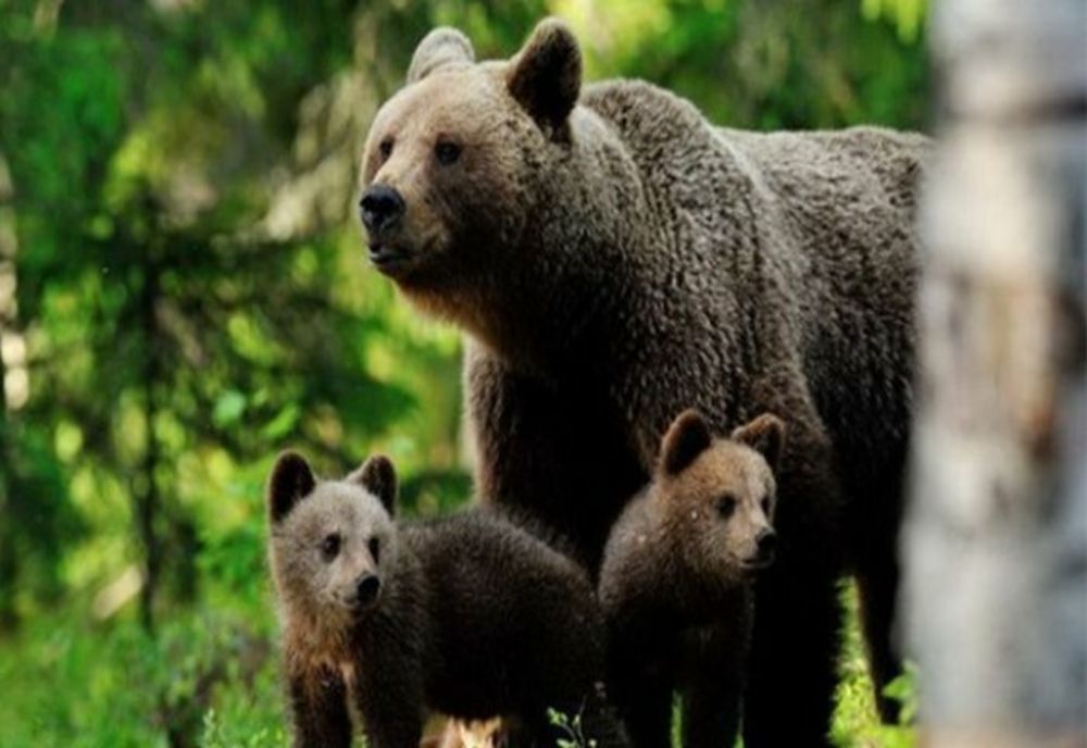 Ce măsuri au luat autoritățile din Dâmbovița după apariția unei ursoaice în zona Pucheni