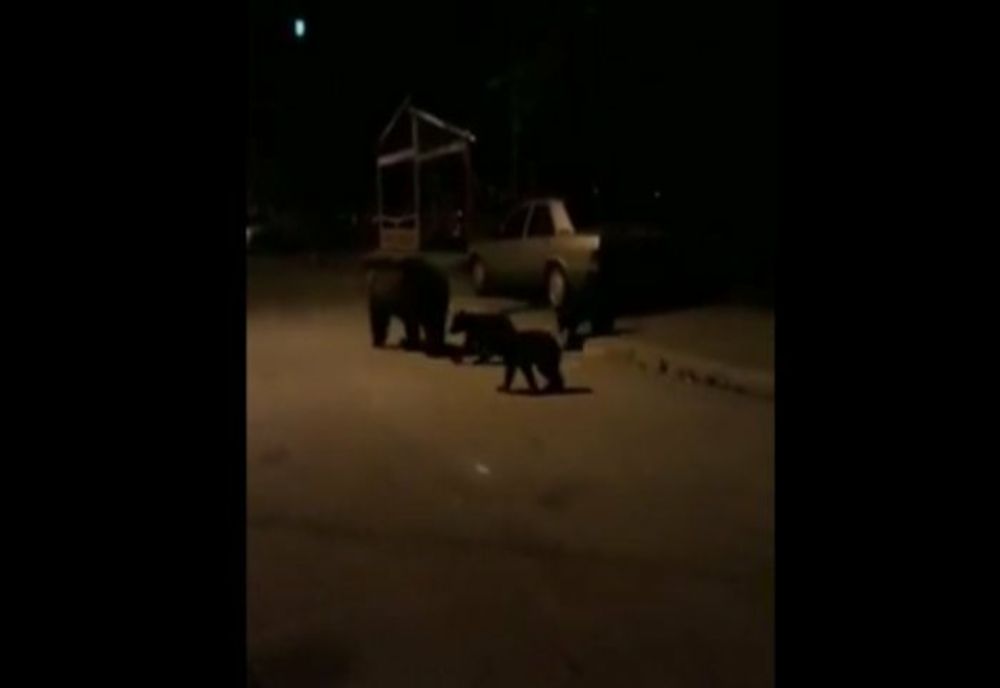 Ce măsuri s-au luat în cinci localități dâmbovițene vizitate constant de urși