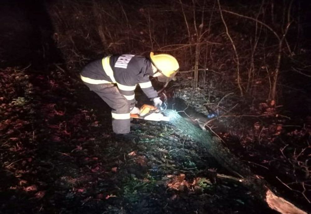 Trafic blocat în Moreni din cauza unui copac doborât de vânt. Pompierii au intervenit