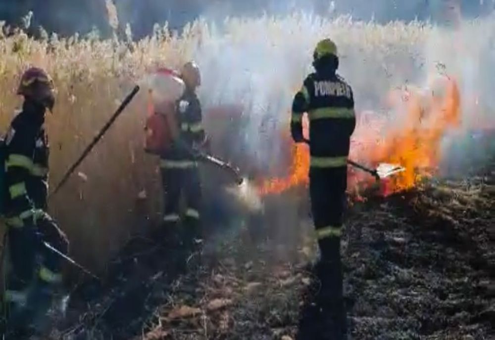 Dâmboviţa. Un puternic incendiu de vegetație uscată, izbucnit în apropierea pădurii Pleașa, a distrus şi o livadă