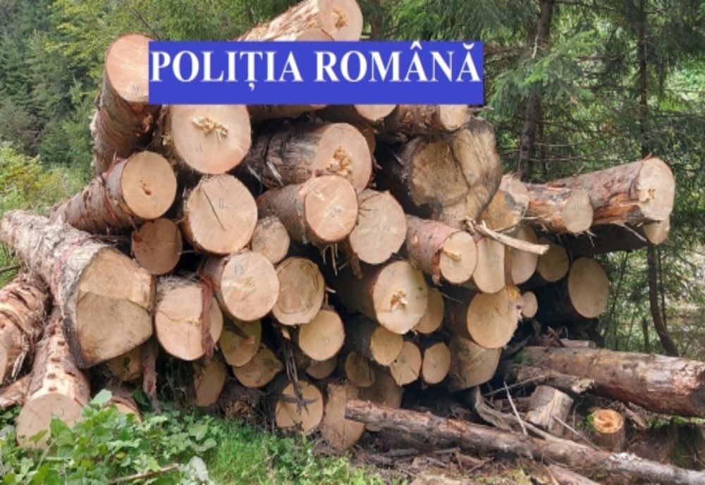 Dâmboviţa.  Material lemnos în valoare de peste 15.000 de lei, confiscat de polițiști, de la un agent economic din Crevedia