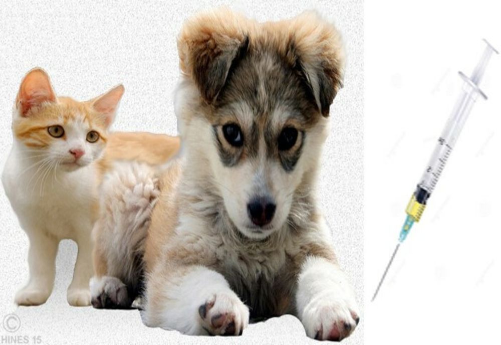 Dâmboviţa. Ultimele pregătiri pentru campania de vaccinare de toamnă antirabică