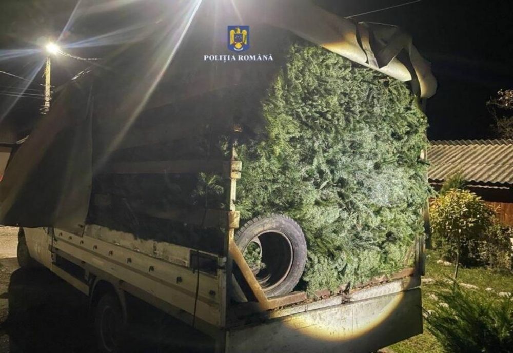 Bărbat din Dâmbovița, depistat cu 4 tone de cetină de brad fără documente