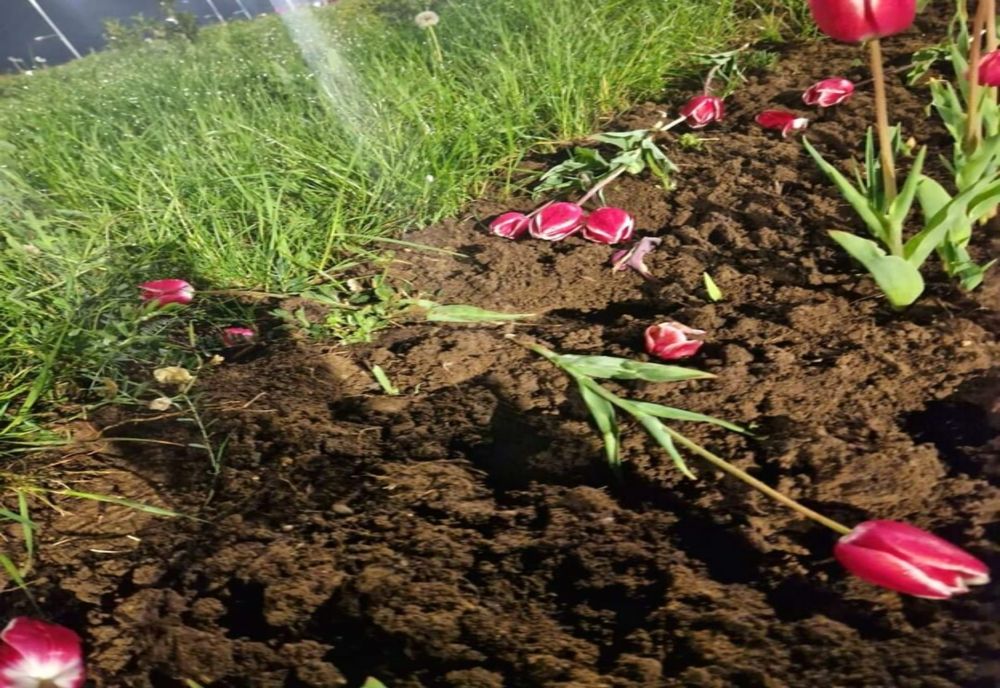 Furau flori de pe spațiile verzi din Târgoviște pentru a le vinde la florărie! Hoţii, prinşi în flagrant