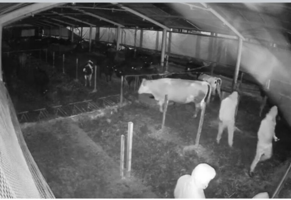 Dâmboviţa. Vaci furate de la o fermă din Racoviţa!