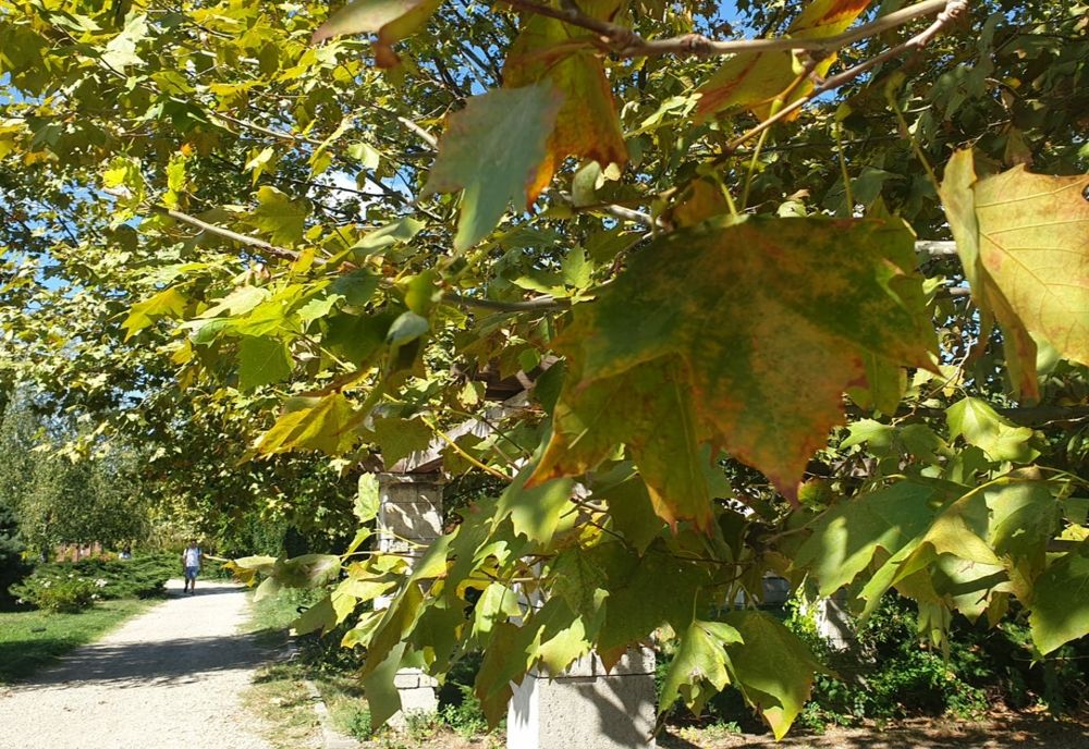 VREMEA 6 SEPTEMBRIE. CANICULĂ ȘI FURTUNI