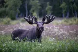 După două secole, elanii se întorc în pădurile din România
