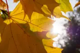 Vremea se încălzește la Târgoviște la începutul săptămânii. Temperaturile ajung la 20 de grade Celsius