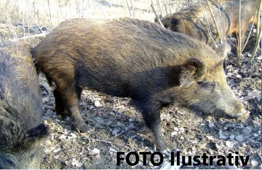 foto ilustrativ