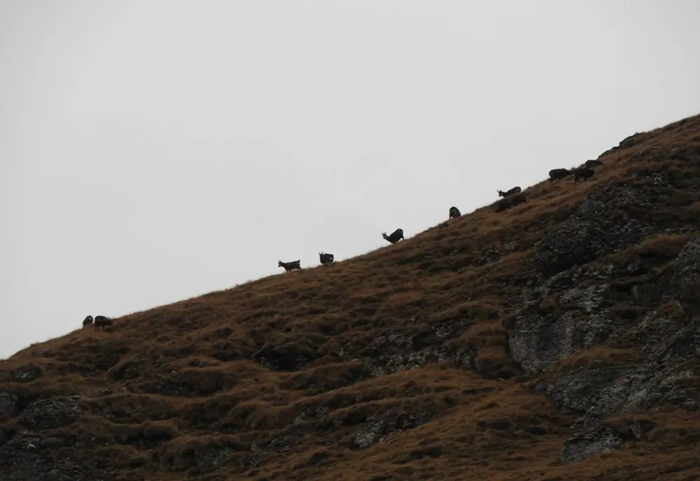 Imagini spectaculoase în Bucegi, cu efective impresionate de capre negre