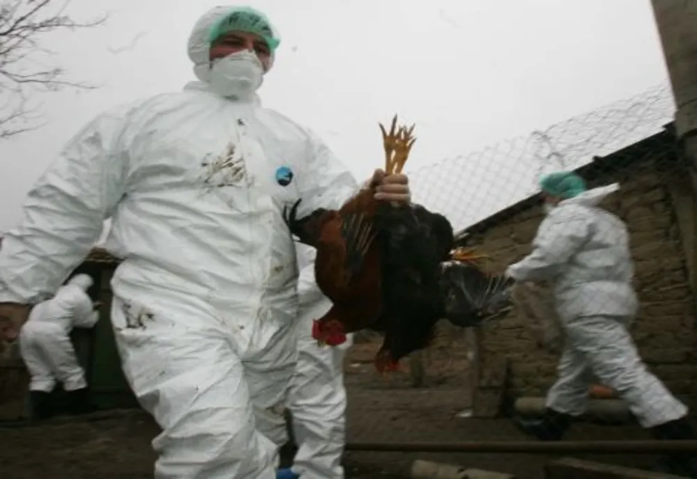 Măsuri întreprinse de ANSVSAca urmare a confirmării focarelor  de gripă aviară în Polonia