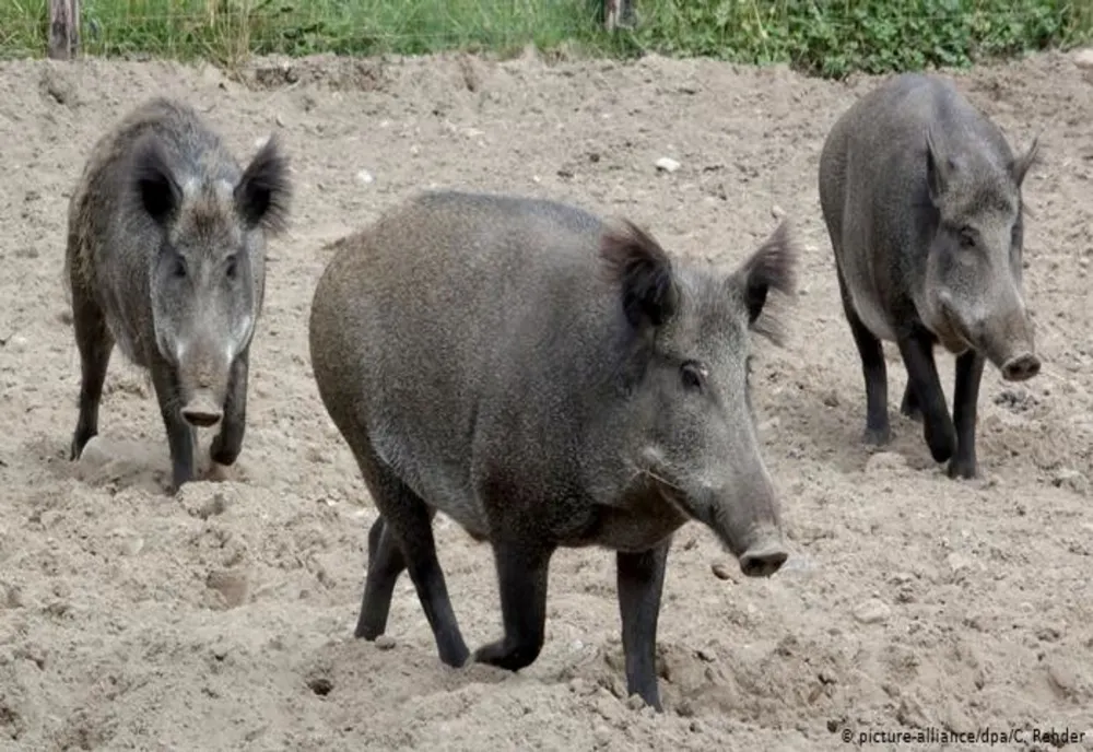 Focare multiple de pestă porcină africană, în continuare,în Dâmbovița