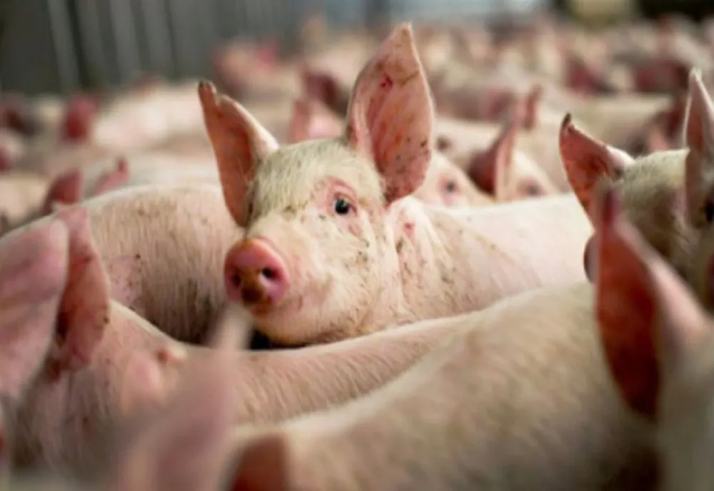 Fără pestă porcină africană, la porcii domestici,î n județul Dâmbovița. A fost stins și ultimul focar