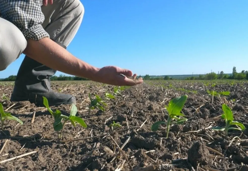 Agricultorii din 33 de comune din Dâmbovița solicită despăgubiri, din partea statului, din cauza secetei pedologice