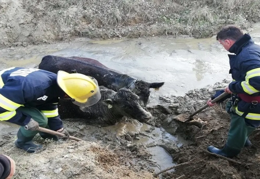 Dâmboviţa: Intervenție dificilă a pompierilor pentru salvarea a două văcuțe căzute într-un canal de scurgere al unei balastiere