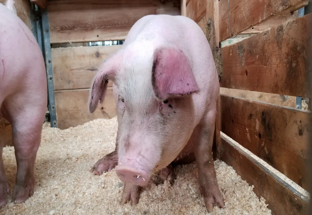 Focar de pestă porcină africană, confirmat în Dâmbovița